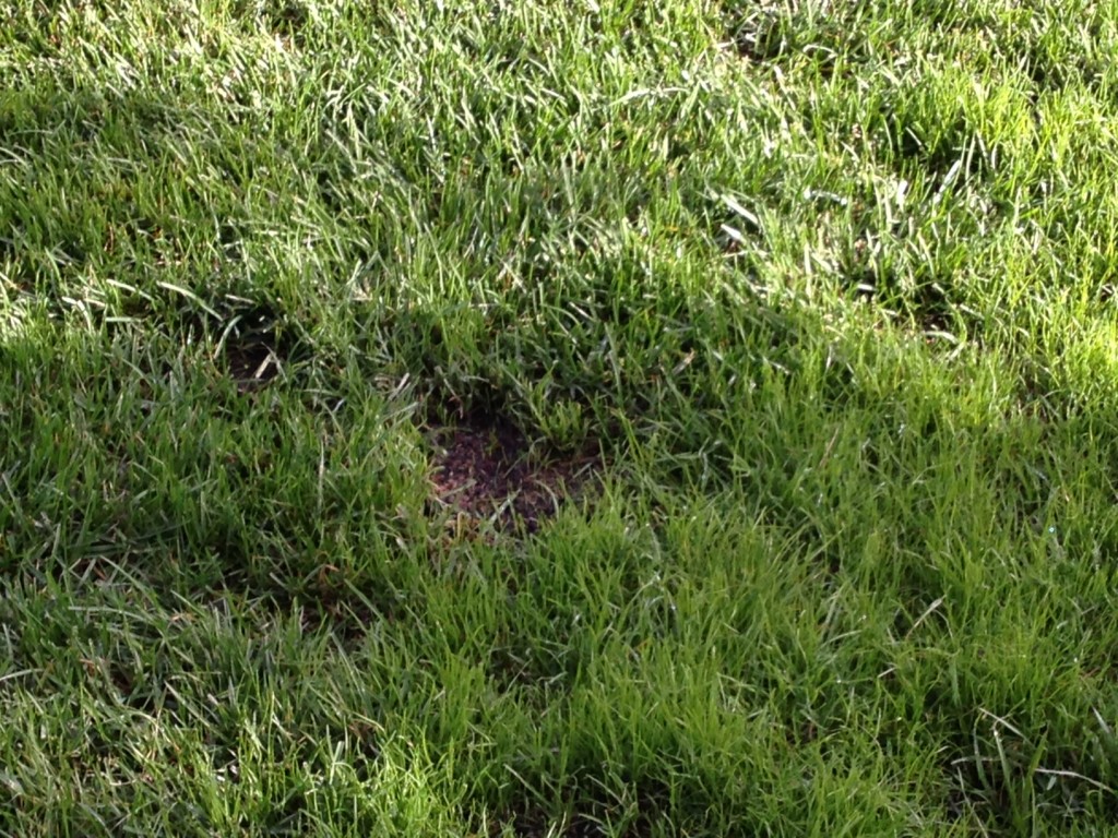 Grass picture 1