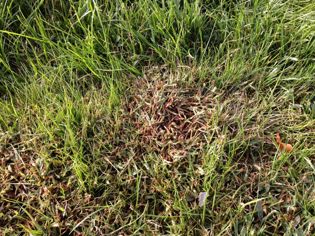 Grass picture 3