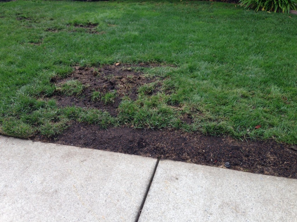Grass picture 4