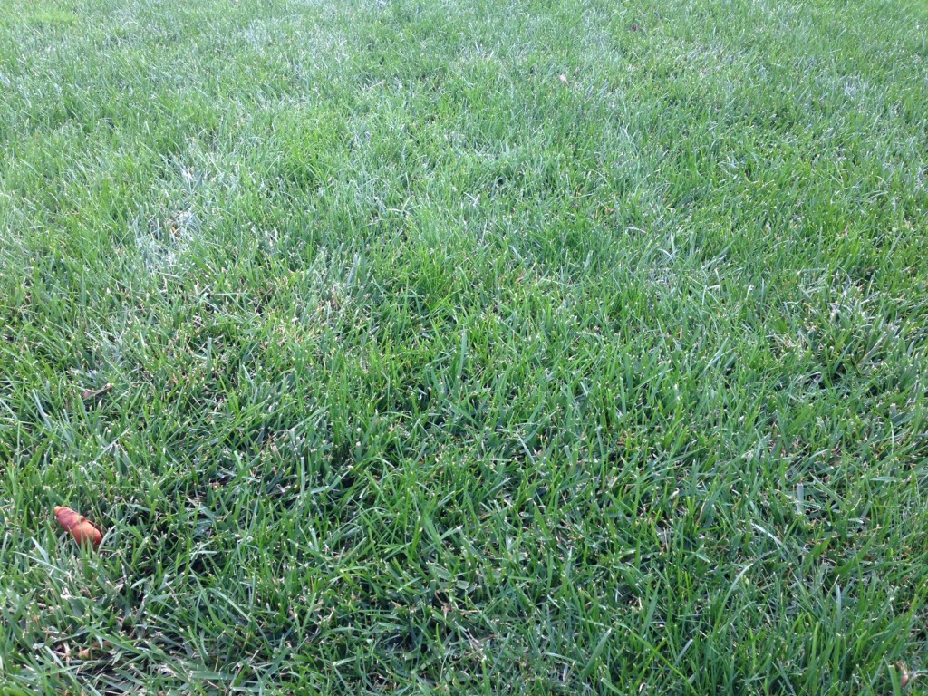 Grass picture 6